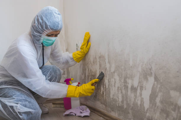 Best Emergency Mold Remediation in Newtown, PA