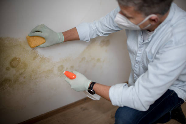 Best Residential Mold Remediation in Newtown, PA